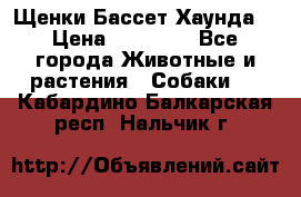 Щенки Бассет Хаунда  › Цена ­ 25 000 - Все города Животные и растения » Собаки   . Кабардино-Балкарская респ.,Нальчик г.